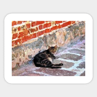 Cats - Cat Against Stone Sticker